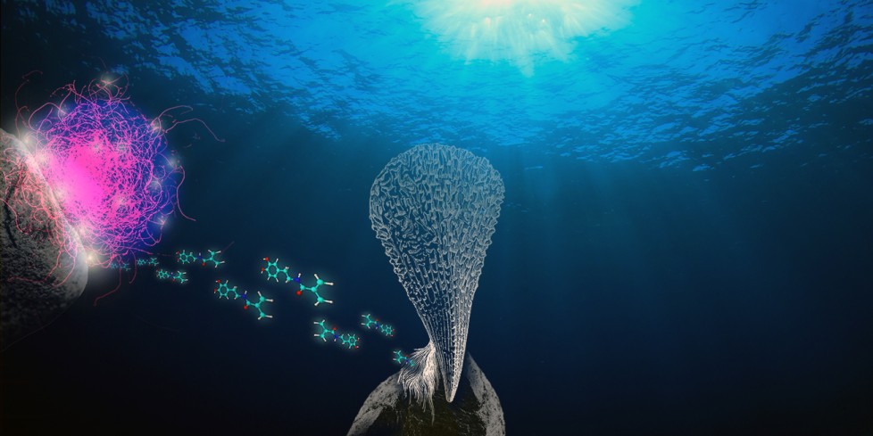 2022_05_10_JournalCover_MusselInspiredGels